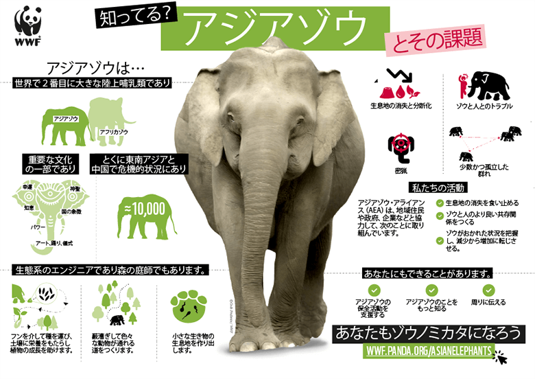 知ってる?アジアゾウとその課題