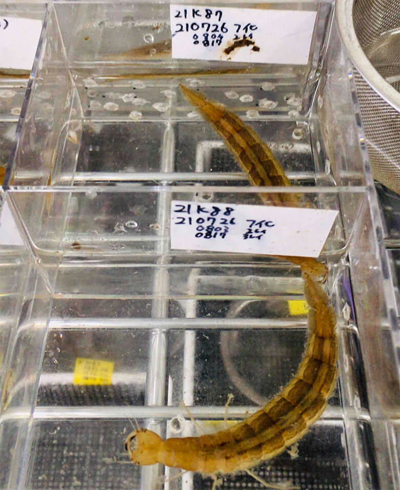 フチトリゲンゴロウの幼虫 フチトリゲンゴロウは絶滅危惧ⅠA類(CR)(環境省・沖縄県)絶滅危惧Ⅰ類(鹿児島県)、種の保存法に基づく国内希少野生動植物種