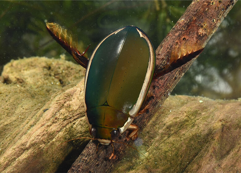フチトリゲンゴロウ 絶滅危惧ⅠA類(CR)(環境省・沖縄県)絶滅危惧Ⅰ類(鹿児島県)、種の保存法に基づく国内希少野生動植物種 沖縄県内では1999年を最後に記録が途絶えている