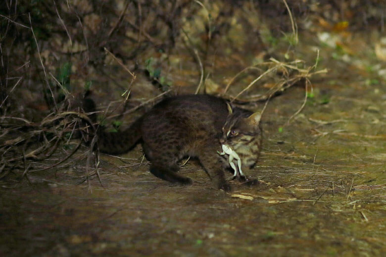 カエルを食べるイリオモテヤマネコ
