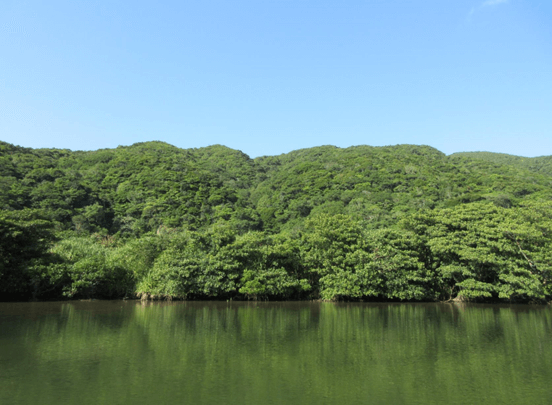 浦内川から見た旧稲葉集落周辺 河岸はアダン等に覆われ、かつて集落があったことは外からは窺い知れない