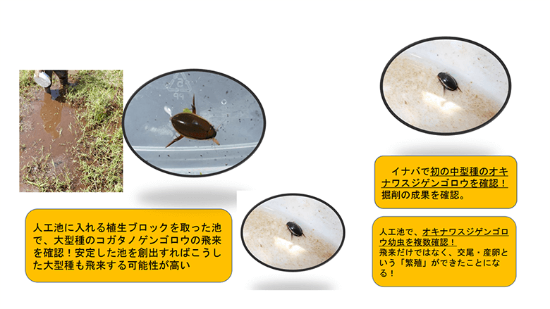 地域住民ワークショップ(環境省令和3年度西表石垣国立公園(西表地区)地域協働による水環境保全・再生手法検討業務で実施)での苅部治紀氏(希少水生昆虫保全研究会)発表資料より抜粋。オキナワスジゲンゴロウは絶滅危惧Ⅱ類(VU)(環境省・沖縄県) コガタノゲンゴロウは絶滅危惧Ⅱ類(VU)(環境省)