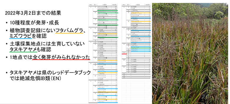 地域住民ワークショップ(令和3年度西表石垣国立公園(西表地区)地域協働による水環境保全・再生手法検討業務で実施)での琉球大学熱帯生物圏研究センター西表研究施設 内貴章世氏発表資料より抜粋 右写真は埋土種子から生育したタヌキアヤメ 環境省・絶滅危惧Ⅱ類(VU)、竹富町希少野生動植物種