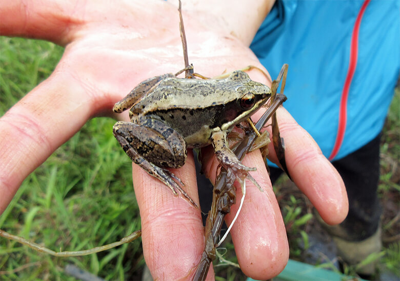 設置した人工池で確認されたヤエヤマハラブチガエル(環境省・絶滅危惧II類(VU)) 小規模でも水面ができると多数のカエル・オタマジャクシの姿が見られるようになった