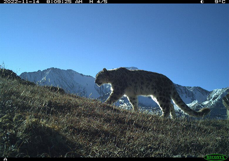 ヒマラヤ山脈の東部に位置するブータンは、北部の7,500mから南部の100mまで、大きな標高差を持つ国です。ユキヒョウがすむのは主に北部の高山帯。調査は困難な地域です。