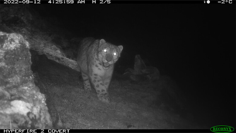 夜明け前、氷点下の中、カメラトラップが捉えたユキヒョウ。効果的な保護活動の基本である、確固とした調査の方法論を確立し、信頼できるデータを提示したブータンは、他のユキヒョウ生息域国にとっての力強い先例となりました。