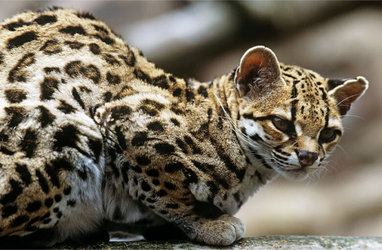 マーゲイ(Leopardus wiedii)は中南米に生息する小型のネコ科動物で、生息環境の破壊などにより、その個体数は減少傾向にあることが報告されています。毛皮やペット目的の違法取引も、そうした脅威の一因です。<br>