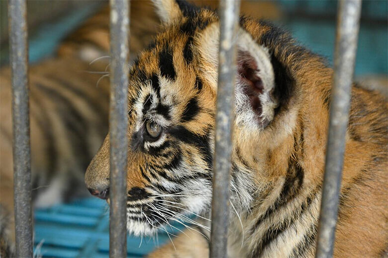 ジャガーやマーゲイだけでなく、トラやサル、フクロウ、トカゲといった野生動物をペットとして飼育することは「種の絶滅」「違法取引」「動物由来感染症」「動物福祉」「外来種の発生」に関するリスクを伴います。