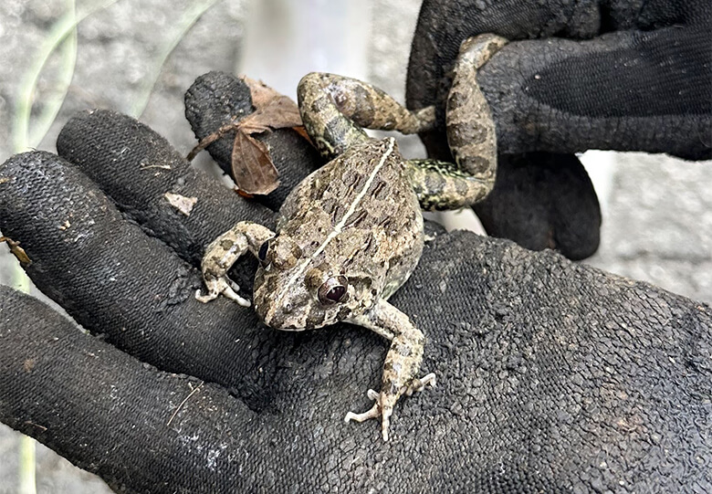 農園内の水辺にはたくさんのカエルの姿も。カエルはカンムリワシの餌としても重要な存在です。サキシマヌマガエル。