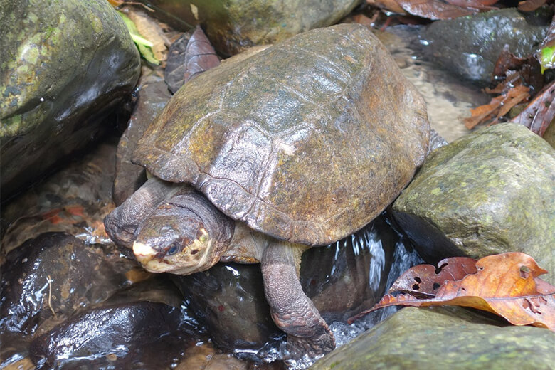 ペットショップでも見られるムツイタガメ(Notochelys platynota)は、IUCNレッドリストでVU(危急種)に指定される絶滅危惧種です。個体数も減少傾向にあり、その要因の一つに国際的なペット需要による捕獲が増えていることが挙げられています。
