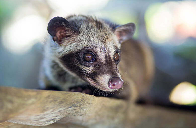 パームシベット(Paradoxurus hermaphroditus)は日本を含めた世界でペットとしての需要が高く、個体数の減少が報告されています。