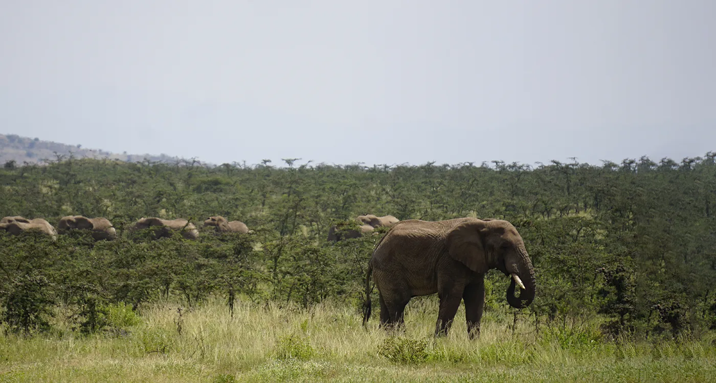 SOKNOTにおけるアフリカゾウ保護 2023年活動報告 ｜WWFジャパン