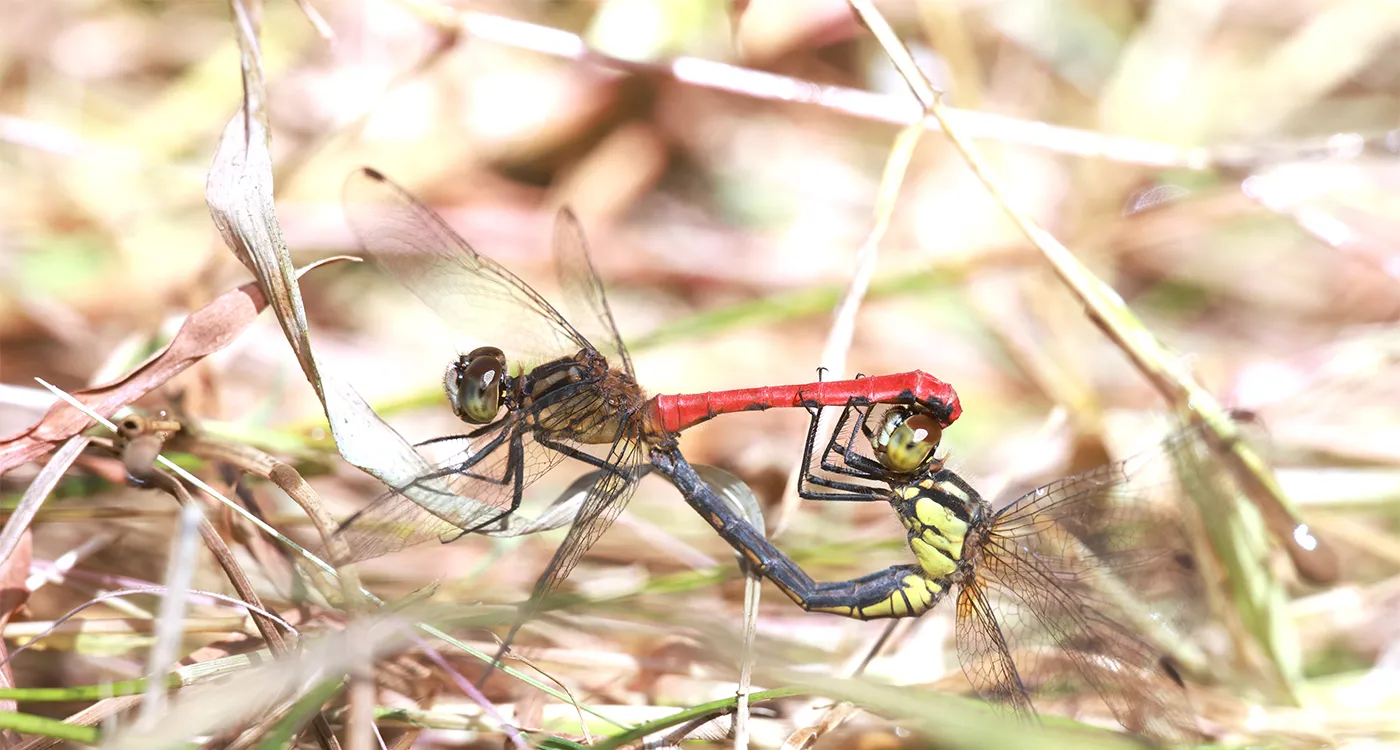 トンボ 標本 南西諸島 トンボ 標本 南西諸島 【公式通販】