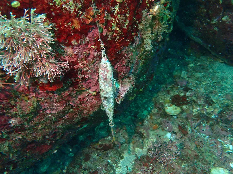 ルアーがついているラインも見つかました。このルアーには2本の針がついており、海洋生物だけでなく、ダイバーにも危険です。