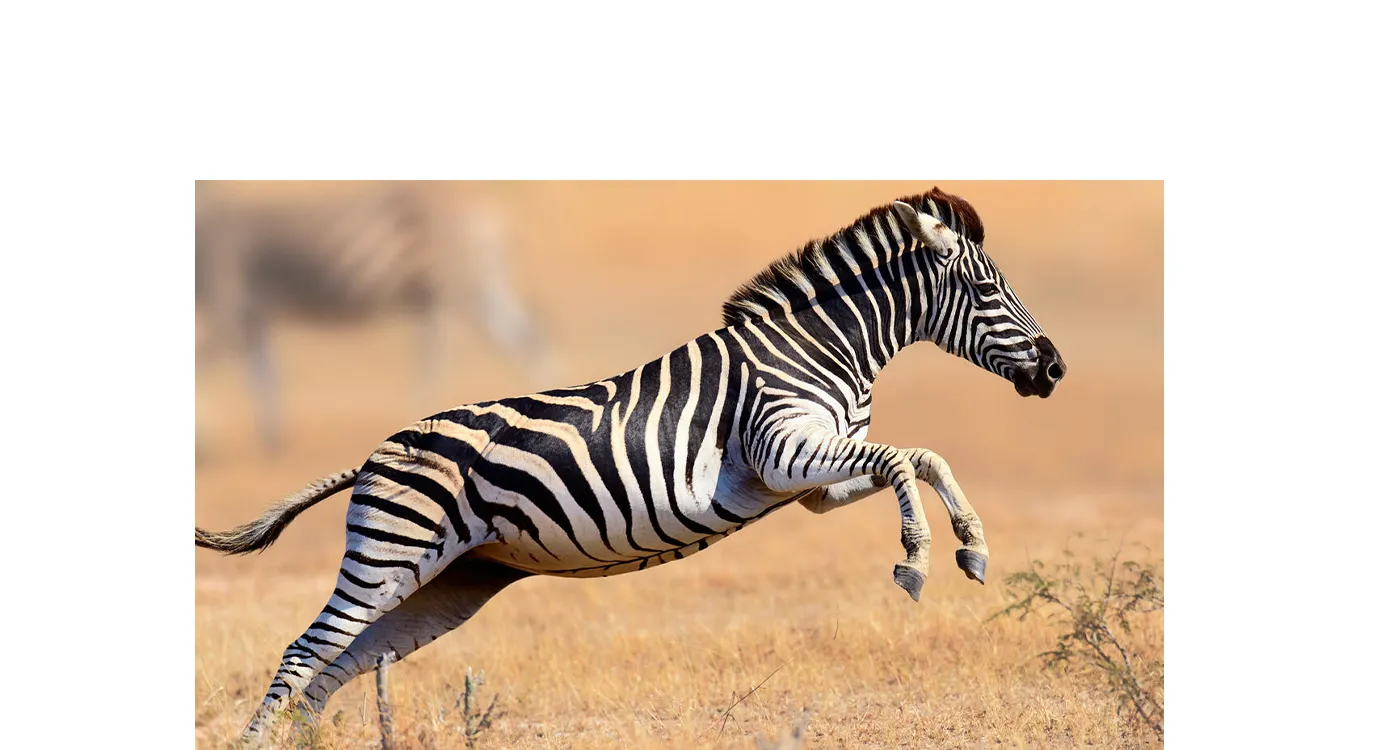 華麗なシマウマ 華麗なシマウマ Mega Man Zero/ Zx: The Collection