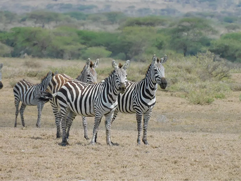 タンザニア北東部ロンギド地区で遭遇したサバンナシマウマ(Equus quagga)。縞模様は、病原体を媒介するツェツェバエが、色彩が均一した面にとまる傾向があることから、それを避けるためではないかと考えられています。
