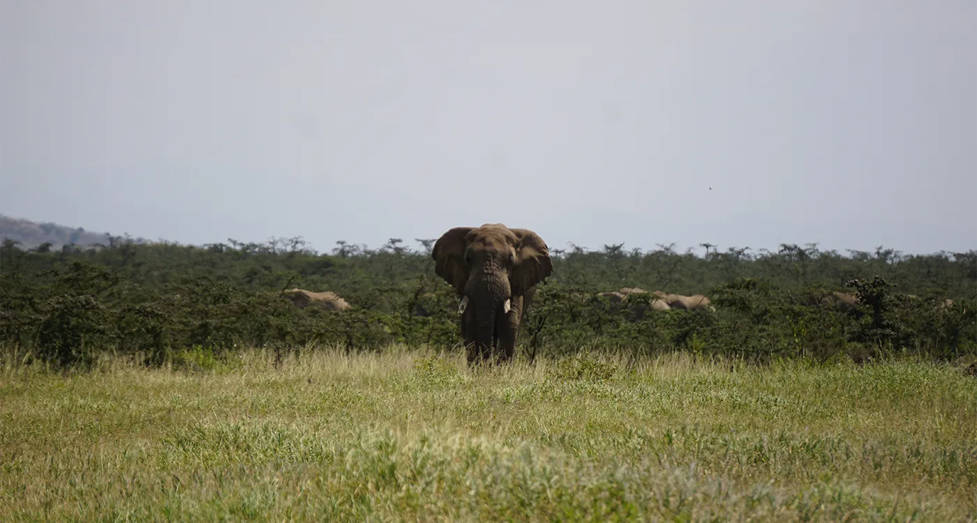 SOKNOTにおけるアフリカゾウ保護 活動報告（～2023年12月） ｜WWFジャパン