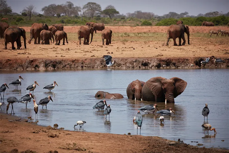ツァボ・ムコマジ地域のアフリカゾウ。この一帯では、象牙を狙った密猟やその違法取引が抑えられてきたことで、近年その数が回復しつつあるとみられています。