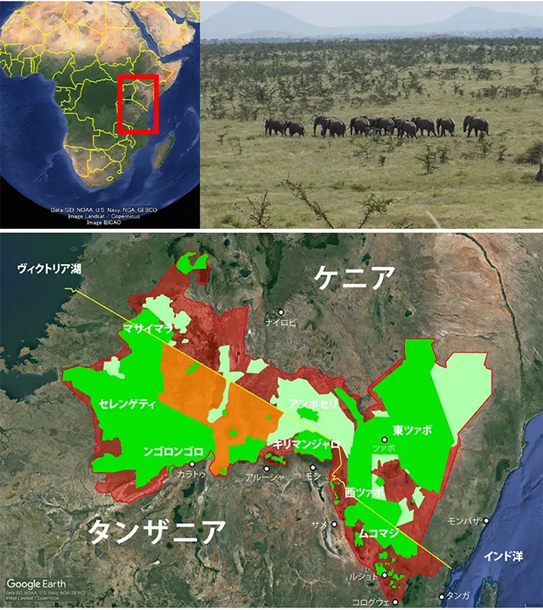 SOKNOT全域図。赤:SOKNOT地域、緑:自然保護区、薄い緑:コミュニティの管理地域、オレンジ:狩猟管理区域。こうしたさまざまな形で管理されている土地と自然を、互いに連結し、一つの大きなつながりとして保全していくことが、SOKNOT全体での取り組みの目標です。