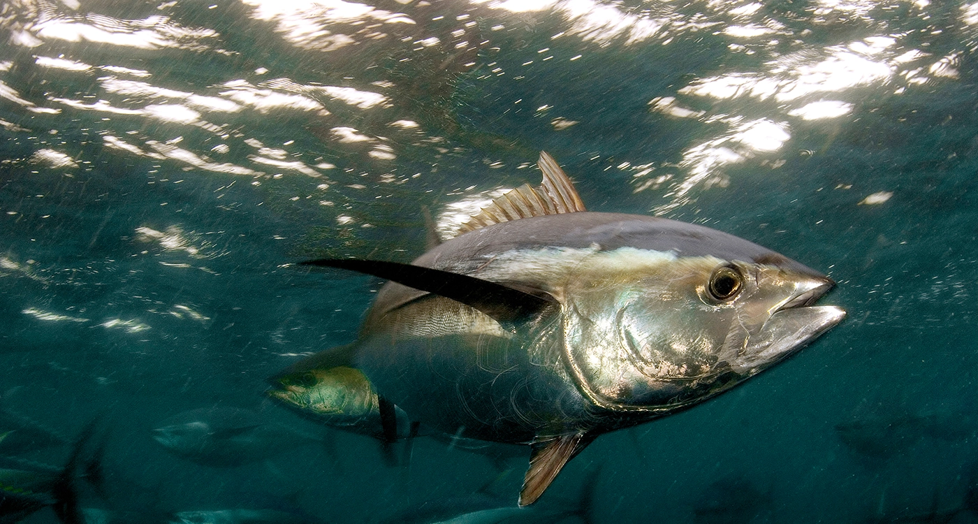 日本初 日本船籍のカツオ・キハダまき網漁船がMSC認証取 ｜WWFジャパン