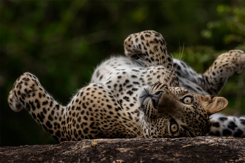スリランカヒョウ(Panthera pardus kotiya)。ヒョウの毛皮が、服飾品や小物などの加工品として、不適法にオンライン販売される例も。