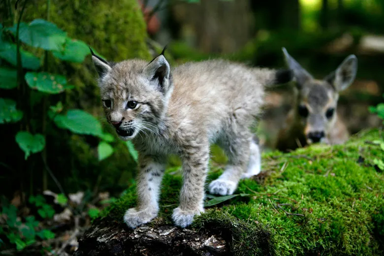 生後2か月のオオヤマネコ(Lynx lynx)とノロジカ(Capreolus capreolus)の幼獣。減少したオオヤマネコの個体群を増やすための補強が行われているポーランドにて。
