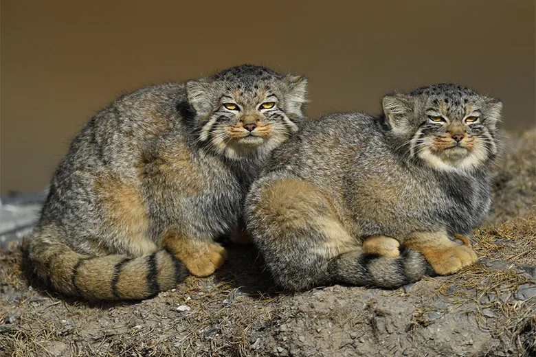 マヌルネコ(Otocolobus manul)