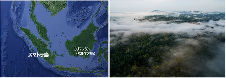 ほとんど人の手が入っていない自然の熱帯林(インドネシアスマトラ島)