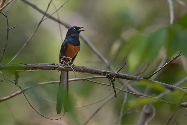 アカハラシキチョウ(Copsychus malabaricus)。2023年8月、アカハラシキチョウを含む鳥7羽を手荷物に隠匿して密輸しようとしたペットショップオーナーが逮捕された(2024年2月報道)。航空機を利用した野生生物の密輸事案は後を絶たない。