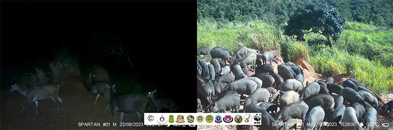 コリドー候補地に設置したカメラトラップで確認されたサンバー(左)とイノシシ(右)