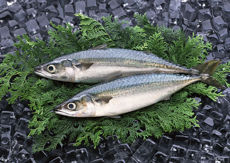 サンマと同じく漁獲量の減少が懸念されているマサバ