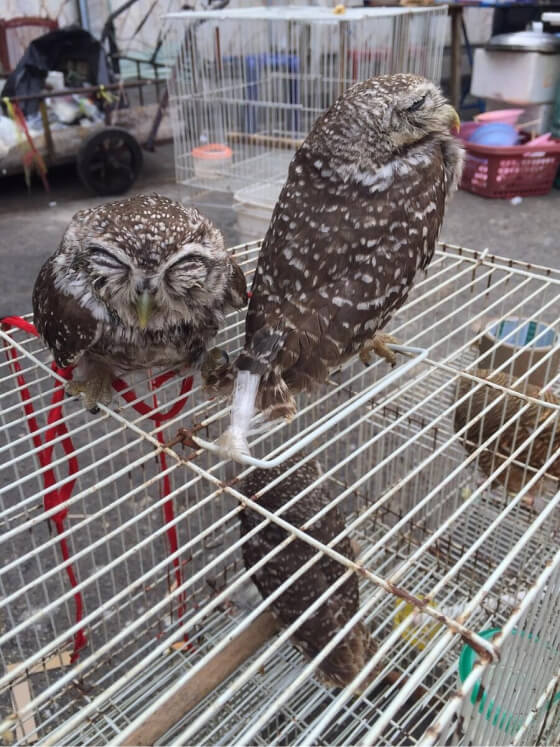 海外の市場で販売されるフクロウ。日本は多くの野生動物を海外から輸入しているが、こうした日本の消費を見直すことは動物の生息国の生態系保全にも大きな意味を持つ。