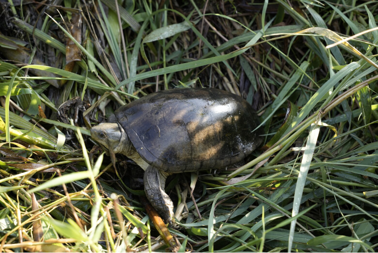 日本の固有亜種であるヤエヤマイシガメ。沖縄県の条例で指定希少野生動植物種に指定されているが、2023年4月に違法に捕獲、飼養された事件が発覚した。日本の在来種も違法取引の対象になっている。