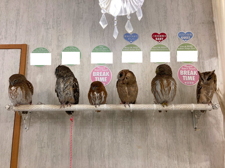 都内のフクロウカフェ。京都大学の研究者が2019年に行った調査では、国内139店のアニマルカフェで取り扱われていた動物のうち、40%がフクロウであったことが示されました。こうした施設は、外国人観光客を集める観光スポットにもなっています。
