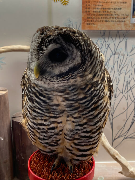 チャコモリフクロウ