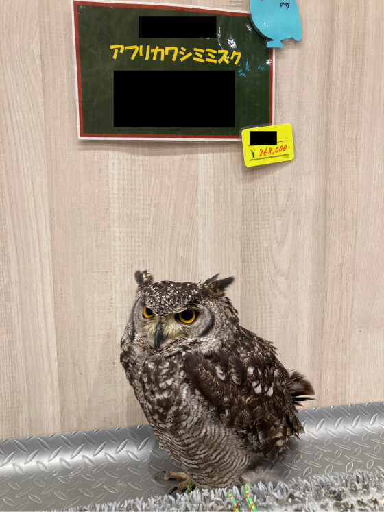動物愛護管理法下の環境省告示には、動物の販売に際して事業者が、「生産地等」を表示する義務を負っていることが明記されています。