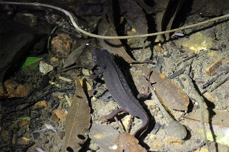 奄美大島に生息するアマミシリケンイモリ。環境省のレッドリストでは準絶滅危惧種(NT)、IUCNのレッドリストでは絶滅危機種の一つである危急種(VU)にも選定されています。成体の乱獲も一つの要因で減少が懸念されています。生息地の現場では、こうした生態系への配慮のない捕獲・採集を減らすための対策を模索しています。