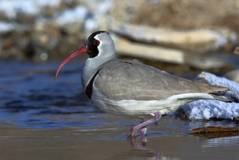 トキハシゲリ(Ibidorhyncha struthersii)は、名前のとおり朱鷺色の美しい嘴をもつケリの一種です。イベント開催地は、標高3,000mを超えるインダス川に沿った湿地で、この鳥のラダック唯一の生息地です。