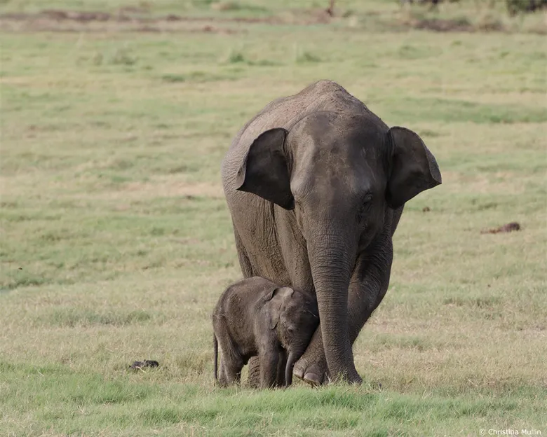 アジアゾウ(Elephas maximus)の親子。スリランカでは、神聖な動物とされています。