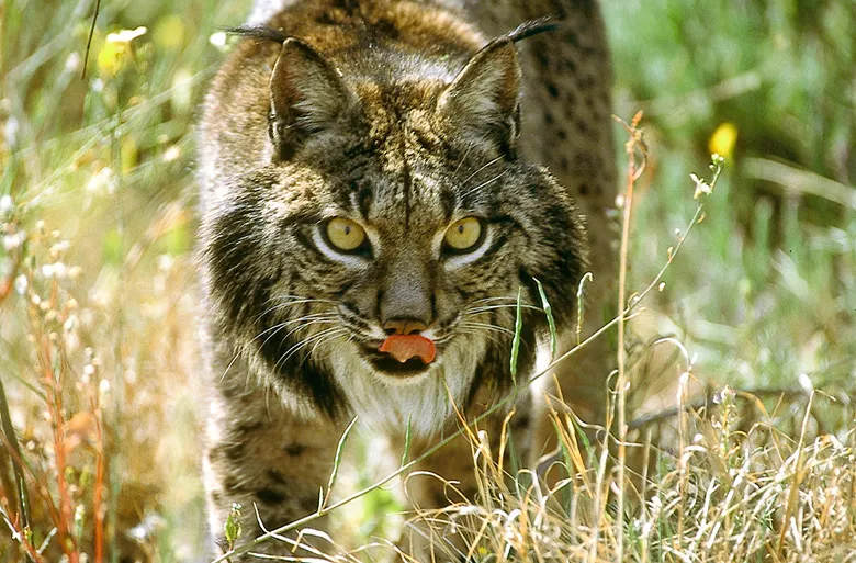 イベリアオオヤマネコ Lynx pardinus は、かつてヨーロッパのイベリア半島に広く分布していましたが、1940年代以降、生息環境の低木林の伐採や、ダム開発、道路交通網の広がりなどを受けて、その数を大幅に減らしました。