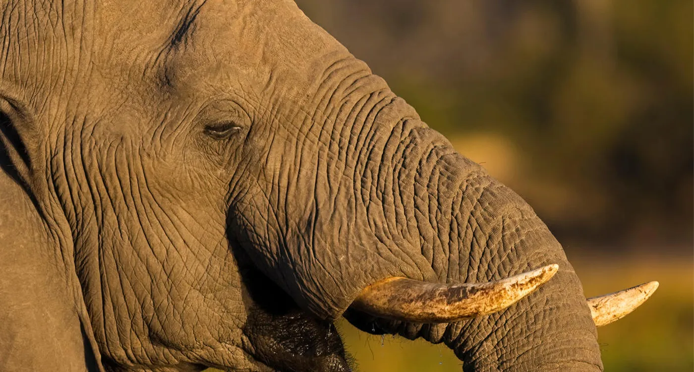20240812wildlife01.webp