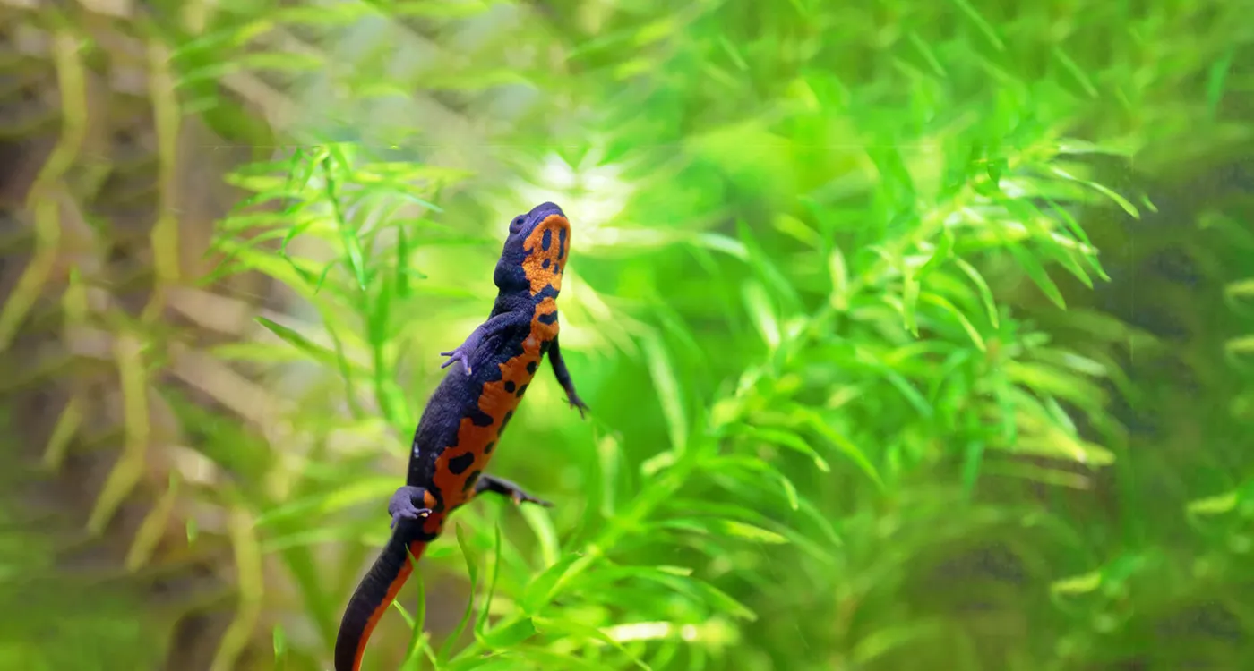 野生生物のオンライン取引の課題とオンラインプラットフォームの責任