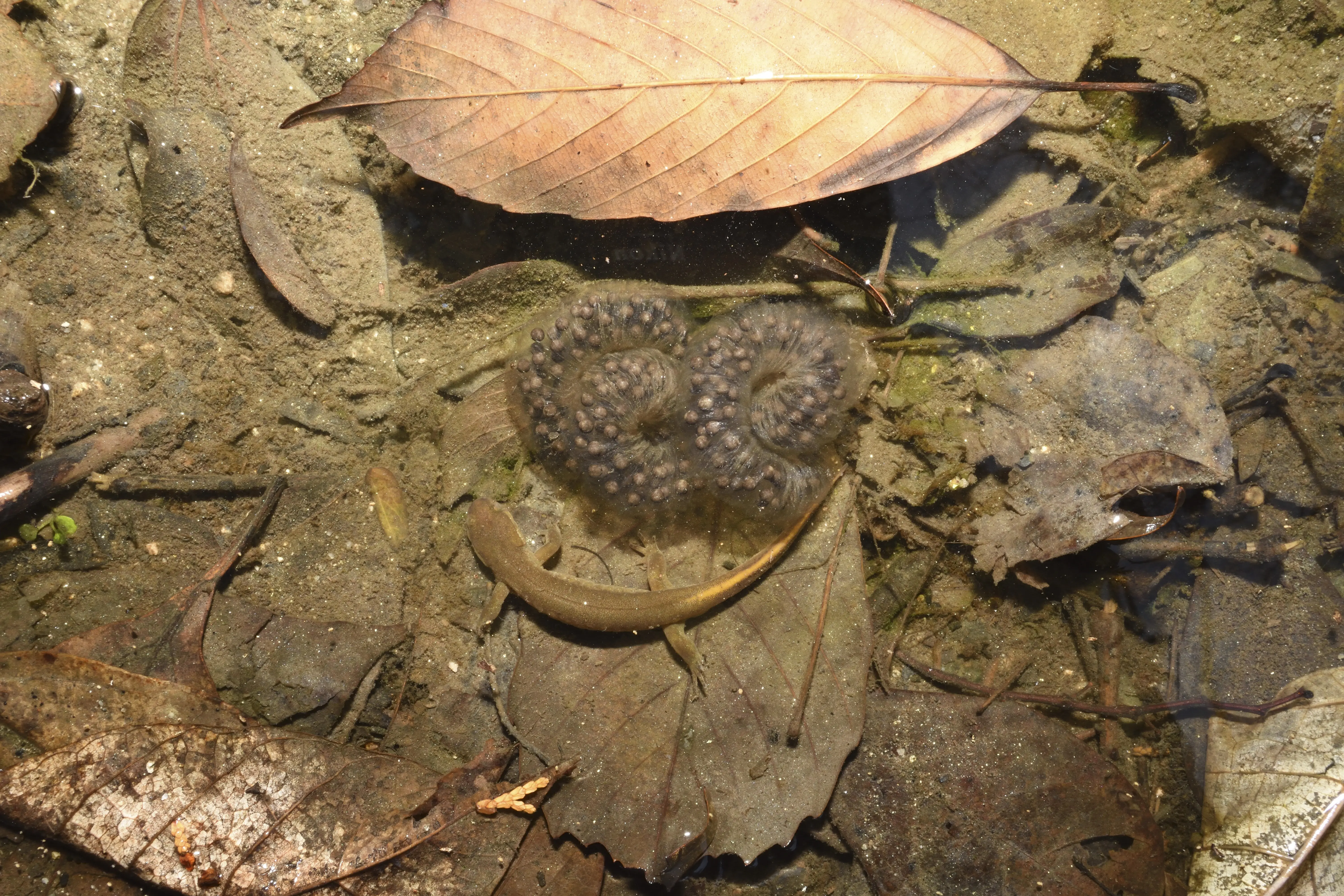 カスミサンショウウオ(Hynobius nebulosus)とその卵。「種の保存法」で特定第二種国内希少野生動植物種に指定されていて、販売などを目的とした捕獲や譲渡は禁止されています。
