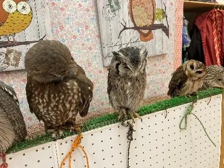 フクロウは単独生活を行います。自然環境下ではこうしたさまざまな種類のフクロウが共に止まり木に止まることはない。
