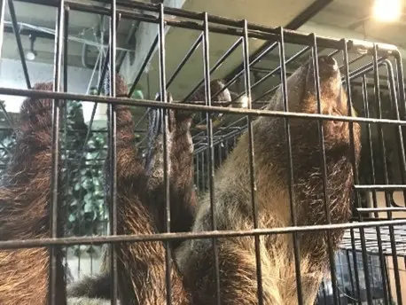中央アメリカから南アメリカの熱帯雨林に生息するナマケモノは、樹上性で木の枝にぶら下がって過ごします。