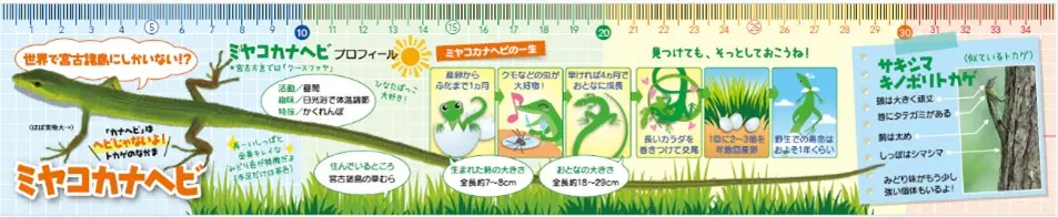 宮古島市内の小中学校や宮古島市役所等で配布したミヤコカナヘビ原寸大の折畳み定規(FSC認証紙製).共同制作:WWFジャパン・NPOどうぶつたちの病院沖縄・沖縄こどもみらい創造支援機構、監修:琉球大学熱帯生物圏研究センター戸田守准教授
