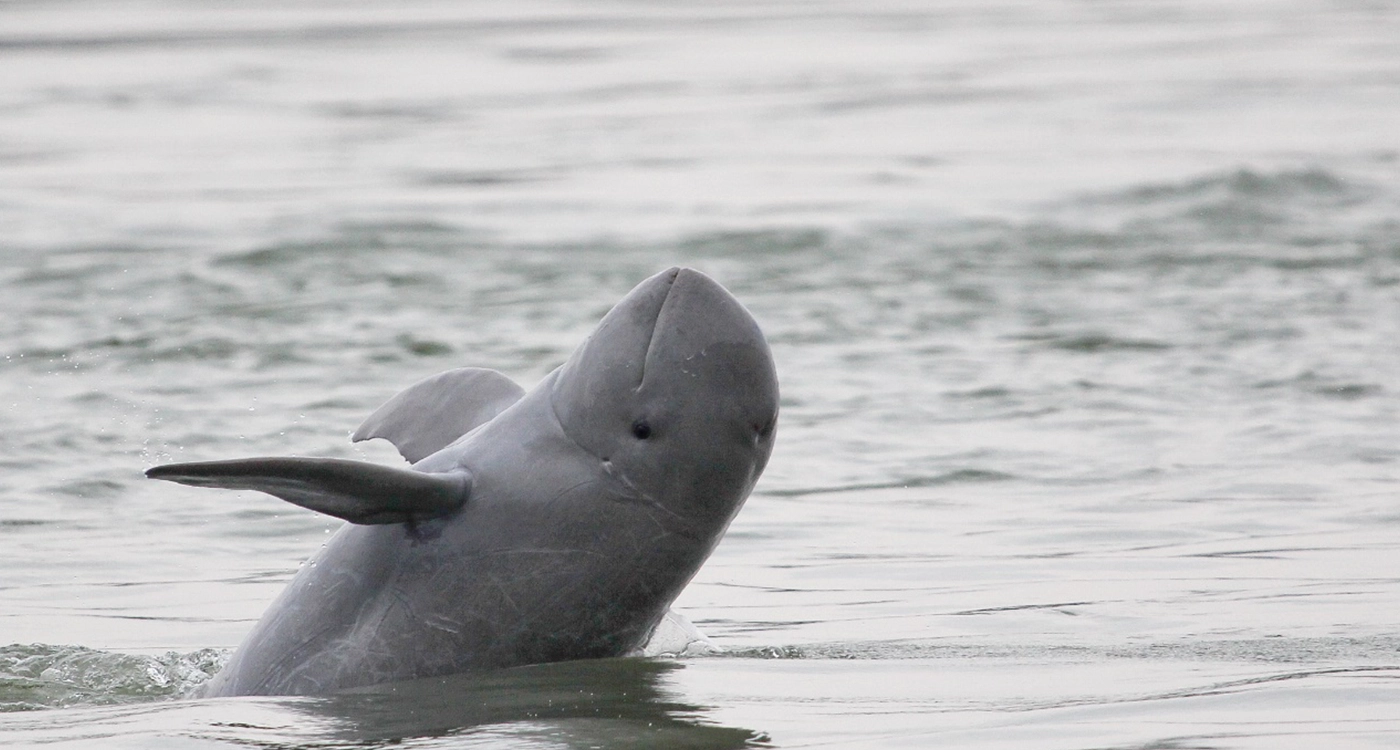 インドネシアの川に住むイルカの静かな保護活動 ｜WWFジャパン