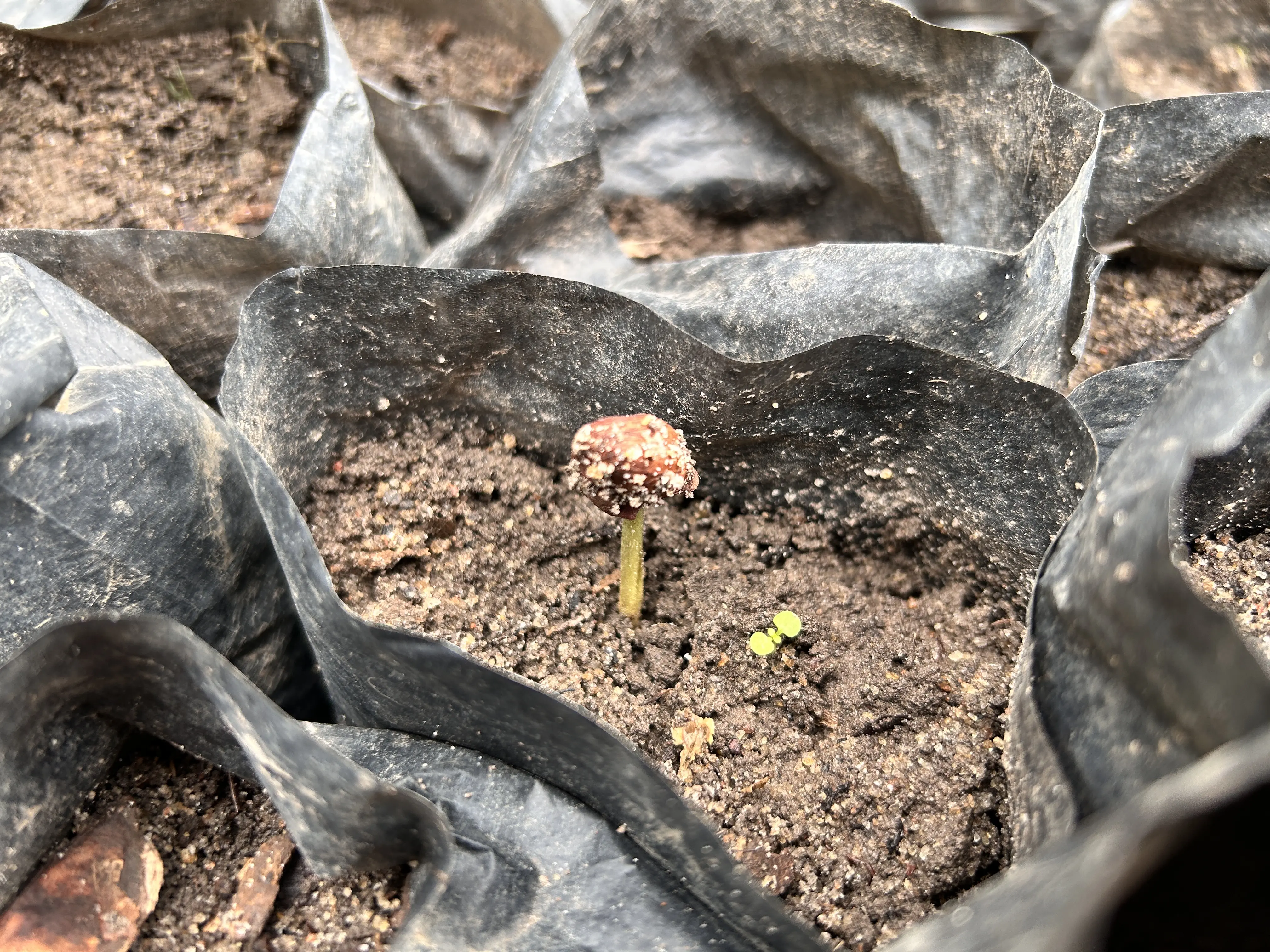 発芽したばかりのカカオ。農家向けに届ける苗木の育成も支援しています。