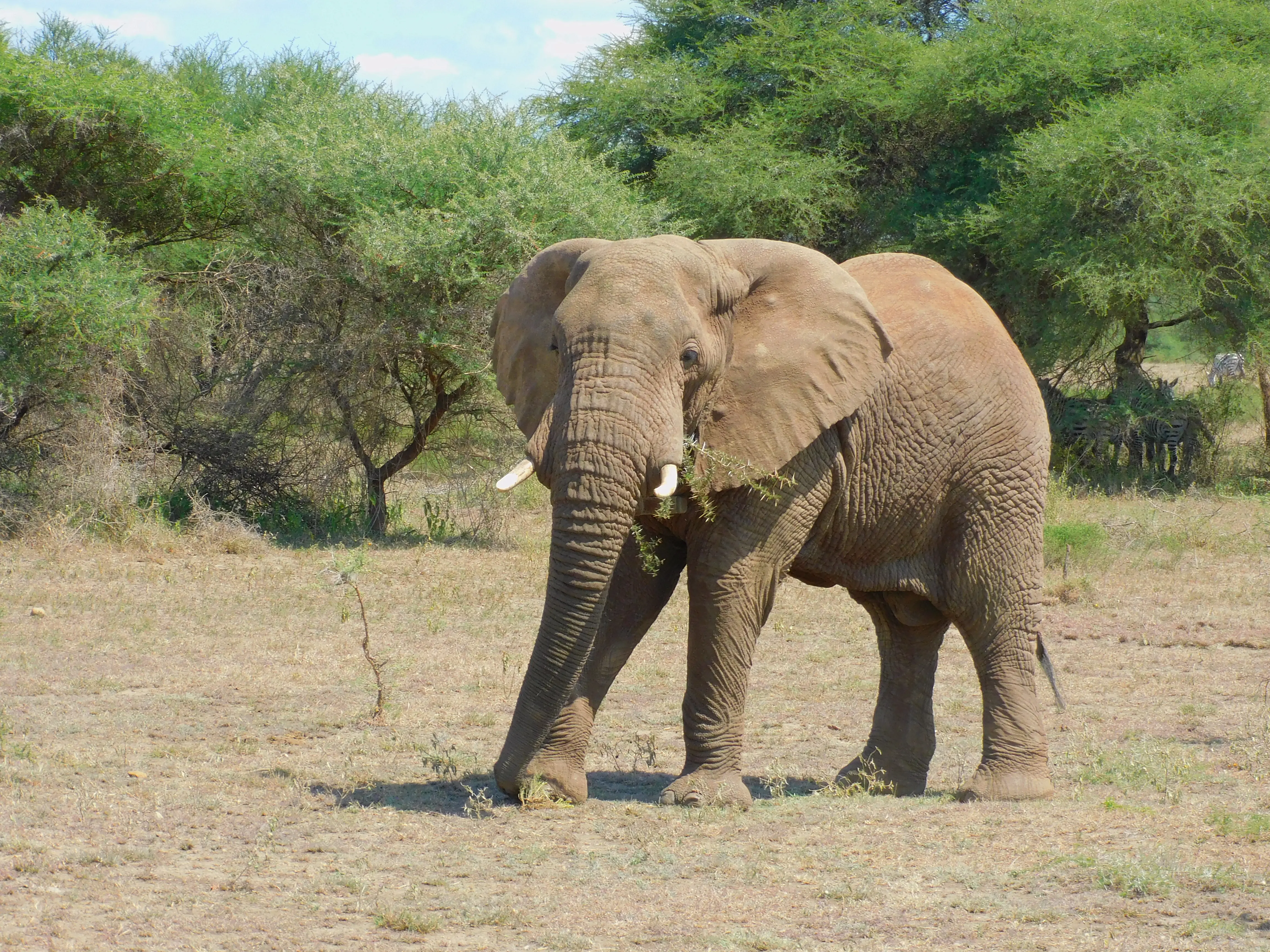 タンザニアのアフリカゾウ。アフリカゾウは全体として減少傾向にありますが、ムコマジ生態系ではその数が増えています。干ばつや大規模な開発の影響により、ケニアから移動してきたと考えられており、かつては50頭ほどだった個体数が、2015年~2018年の間に1200頭に増加。農地や家屋が荒らされたり、地域住民がケガを負うなどして、報復としてゾウが殺される「あつれき」の問題も起きています。WWFは、地域社会をサポートしながらあつれき緩和策などを推進し、アフリカゾウへの脅威を減らす取り組みを進めています。