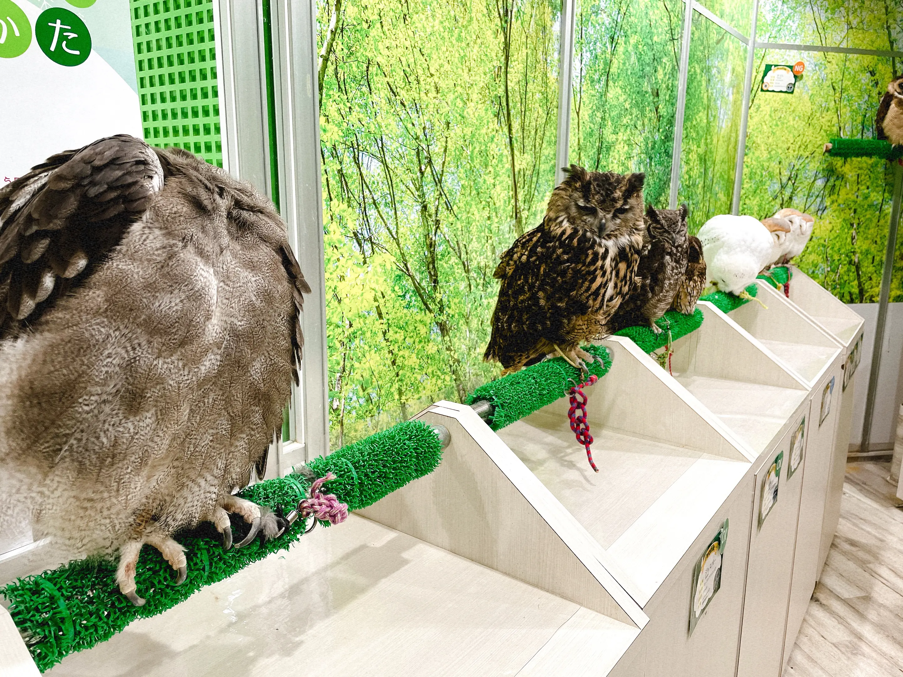 アニマルカフェにおいて生息地や生態が異なるフクロウが近距離で同一の部屋に展示されている様子。